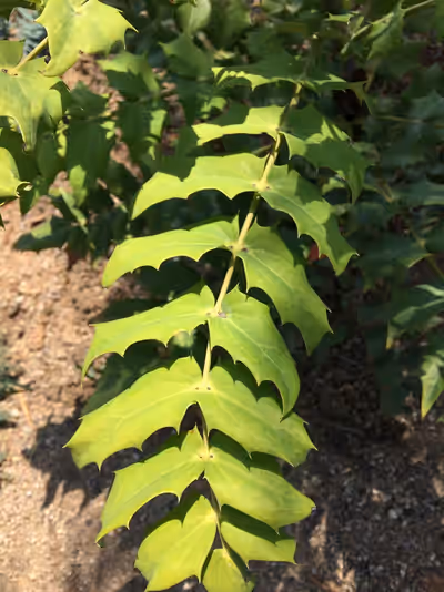 Mahonia x media 'Winter Sun'