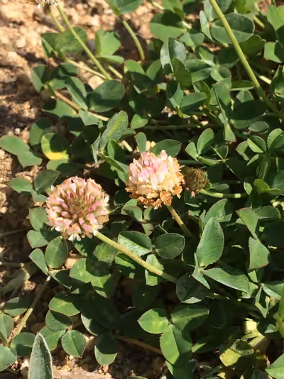 Trifolium fragiferum