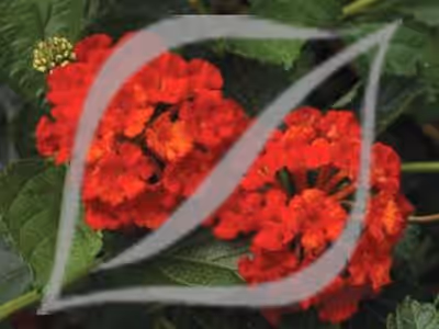 Lantana camara 'Bandana Red' ®