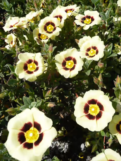 Halimiocistus wintonensis 'Merrist Wood Cream'