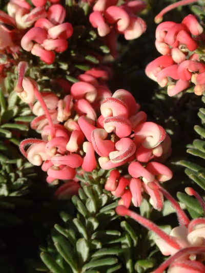 Grevillea lanigera 'Mount Tamboritha'