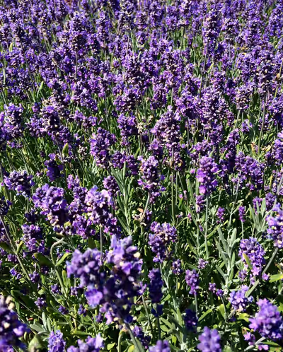 Lavandula angustifolia