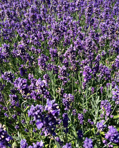 Lavandula angustifolia