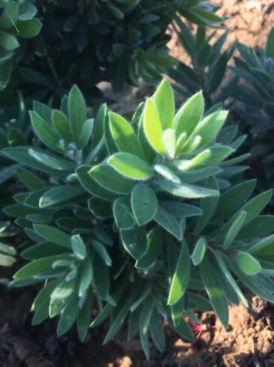 Callistemon 'Better John' ®