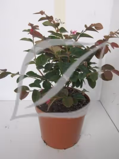 Loropetalum chinense