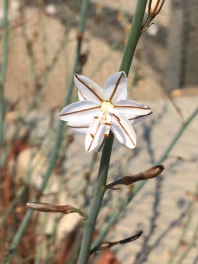 Asphodelus fistulosus