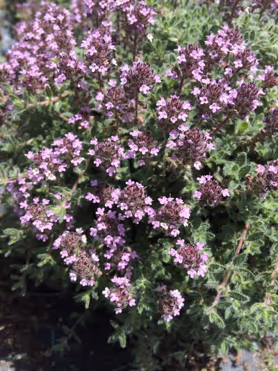 Thymus ciliatus