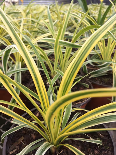 Liriope muscari 'Variegata'