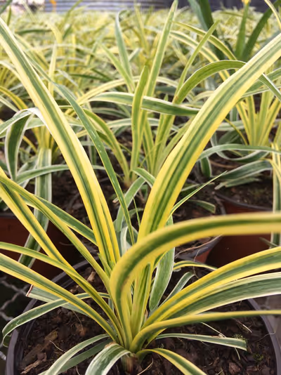 Liriope muscari 'Variegata'