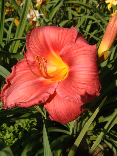 Hemerocallis 'Merry Monarch'