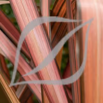 Phormium 'Evening Glow'