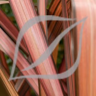 Phormium 'Evening Glow'