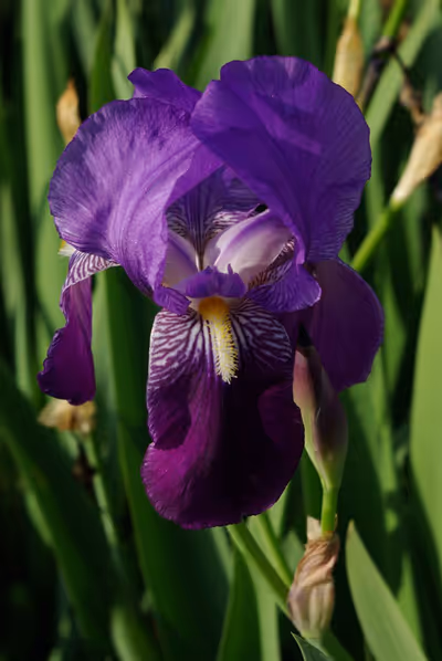 Iris germanica (Blue)
