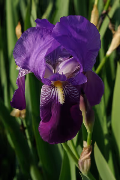 Iris germanica (Blue)