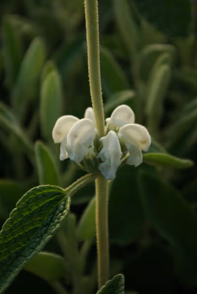 Phlomis purpurea 'Alba'