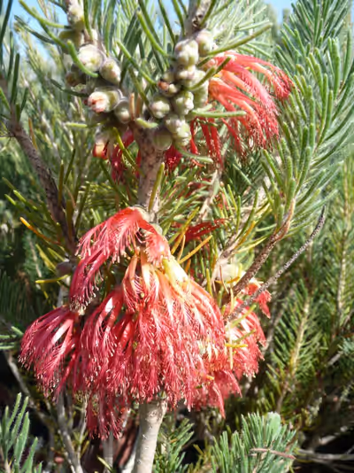 Calothamnus quadrifidus 'Grey'