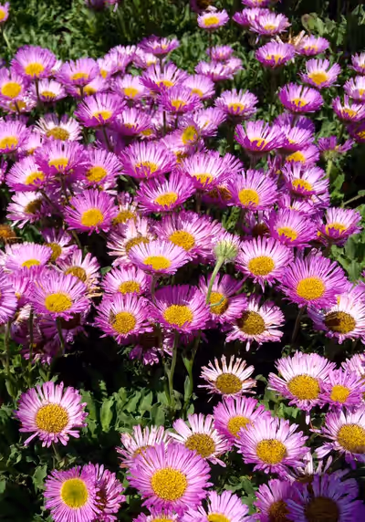 Erigeron glaucus