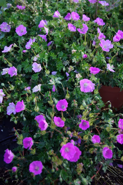 Geranium sanguineum