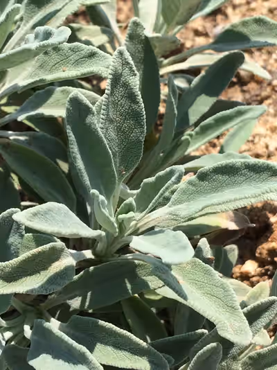 Salvia 'Bee's Bliss'