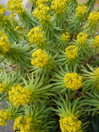 Euphorbia dendroides