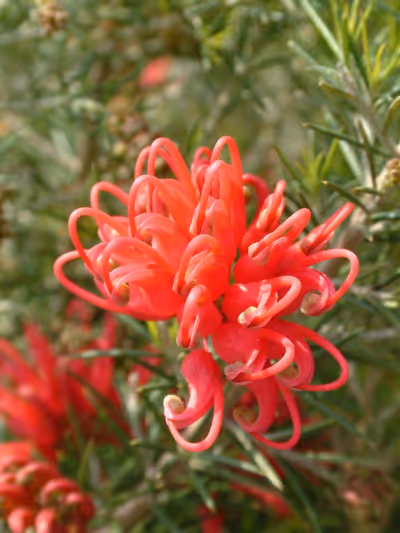 Grevillea rosmarinifolia