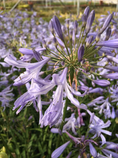 Agapanthus 'Sra. Maria'