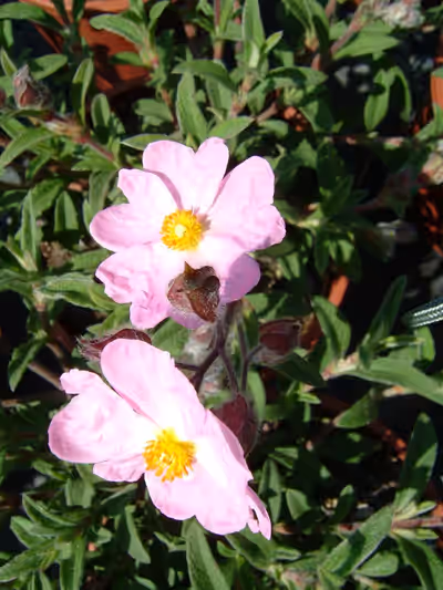 Cistus x skanbergii