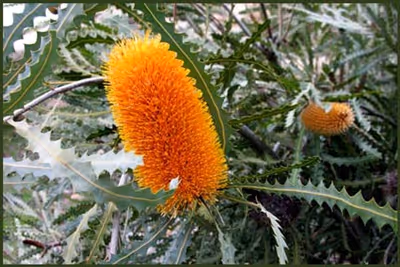 Banksia ashbyi