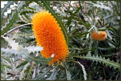 Banksia ashbyi