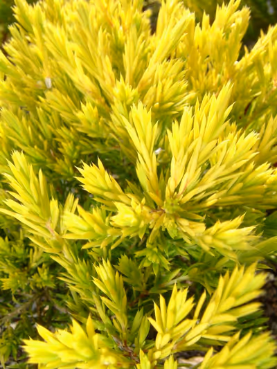 Diosma hirsuta 'Sunset Gold'