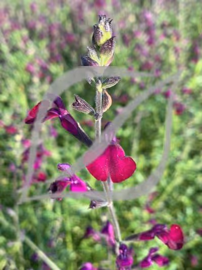 Salvia 'Natchvlinder'