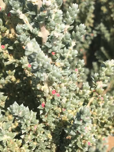 Maireana oppositifolia