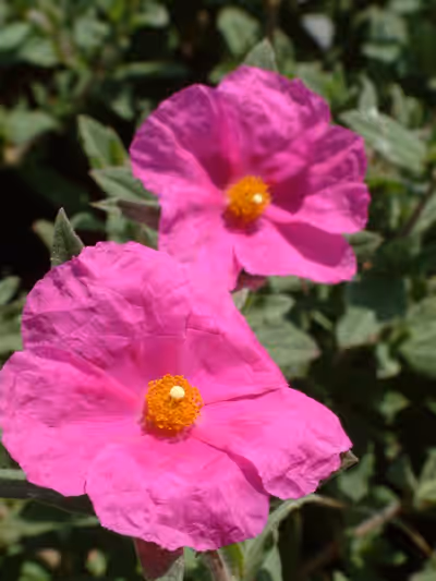 Cistus x pulverulentus