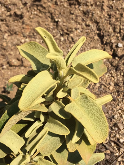 Phlomis chrysophylla