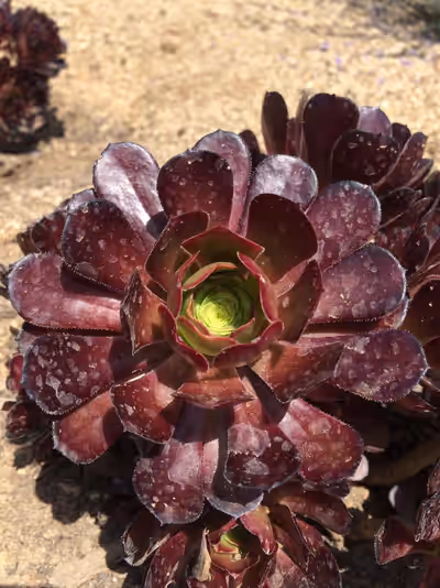 Aeonium arboreum