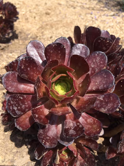 Aeonium arboreum