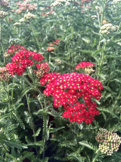 Achillea millefolium 'Paprika'