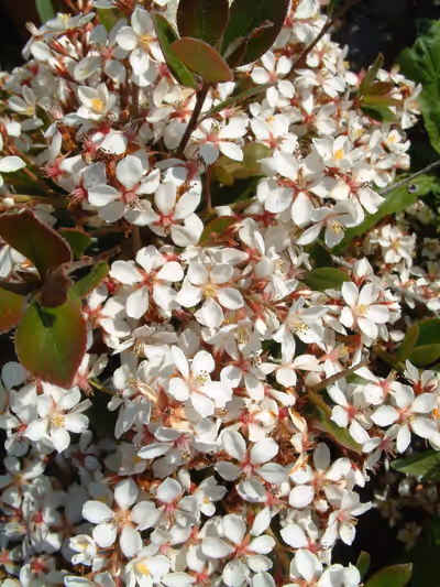Rhaphiolepis x delacourii 'Blanc'