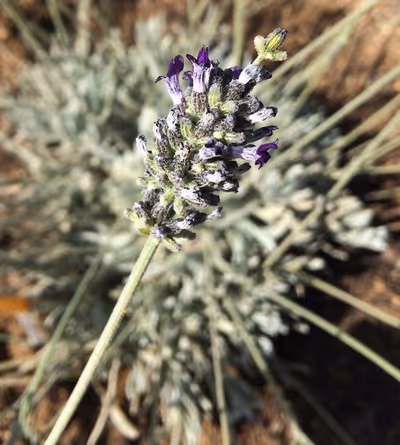 Lavandula lanata