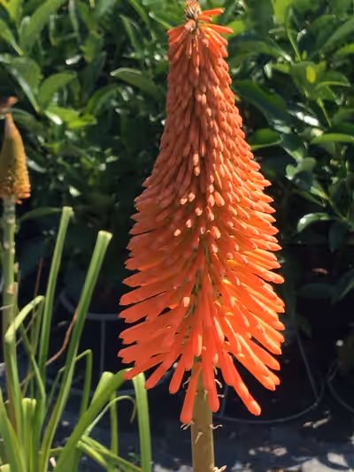 Kniphofia rooperi