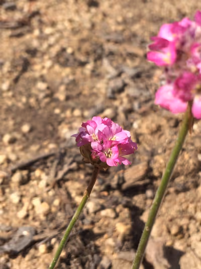 Armeria maritima 'Vezuv'