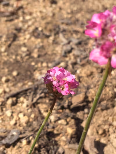 Armeria maritima 'Vezuv'