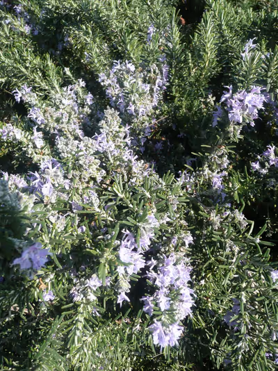 Rosmarinus officinalis 'Boule'
