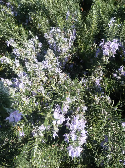 Rosmarinus officinalis 'Boule'