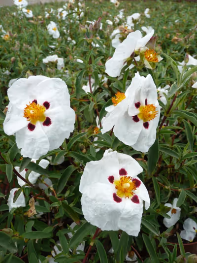 Cistus x purpureus 'Alan Fradd'