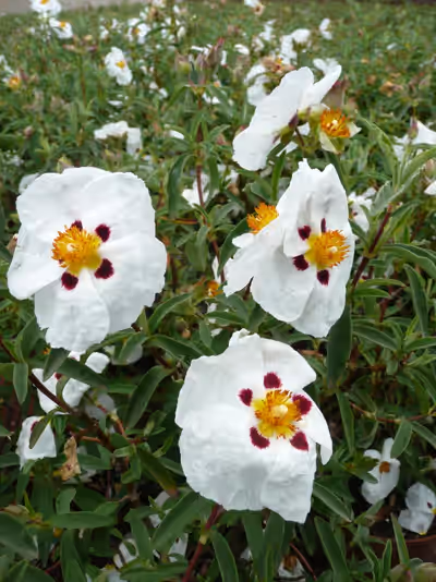 Cistus x purpureus 'Alan Fradd'