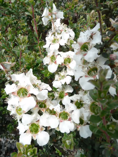 Leptospermum karo 'Silver Ice'
