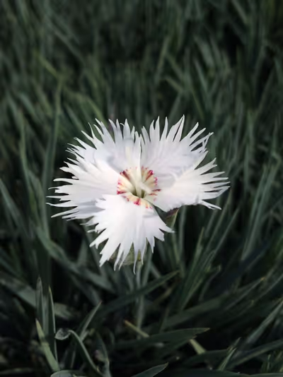 Dianthus anatolicus