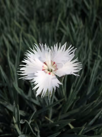 Dianthus anatolicus