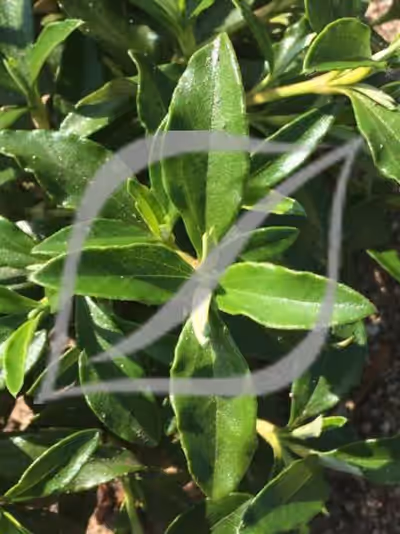 Cistus x cyprius var. ellipticus 'Elma'